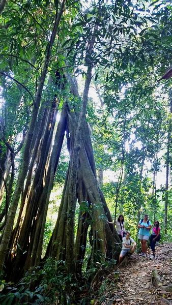 Hiking at Doi Suthep - Pui National Park : The Route to Wat Pa Lad