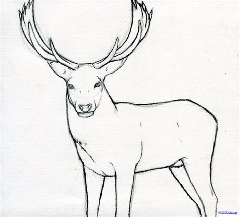 How To Draw A Stag