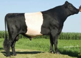 Dutch Belted | The Cattle Site