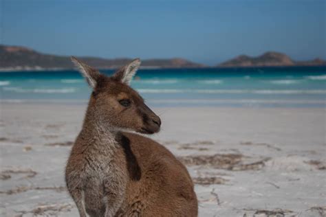 Guide To Seeing The Lucky Bay Kangaroos - Suzy Stories