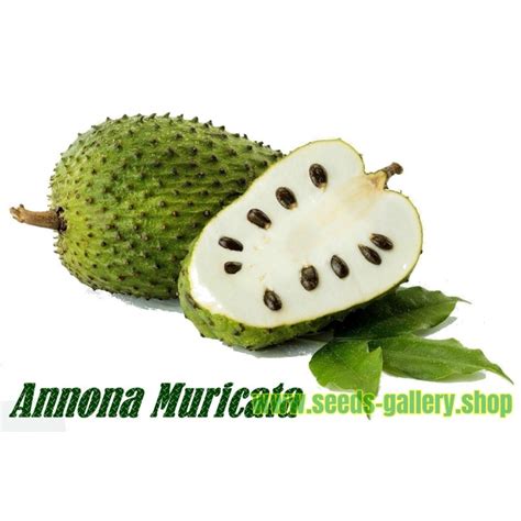 Graviola - Soursop Seeds (Annona muricata) - Price €3.85