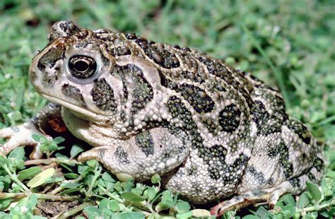 Frog and Toad Identification | Amphibians, Turtles & Reptiles of ...