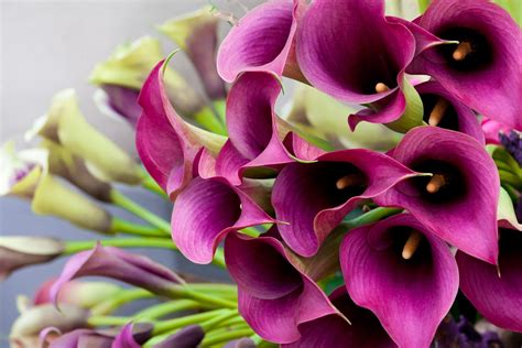 Download Pink Flower Flower Nature Calla Lily HD Wallpaper