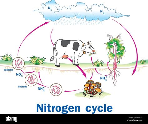 Vector illustration of Nitrogen Cycle Stock Vector Image & Art - Alamy