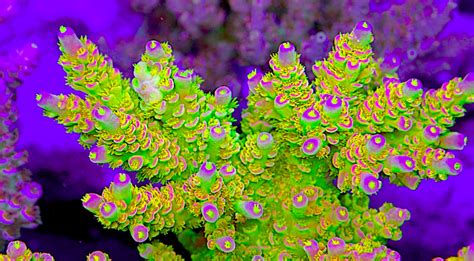 Acropora Coral - Cargo Magazine