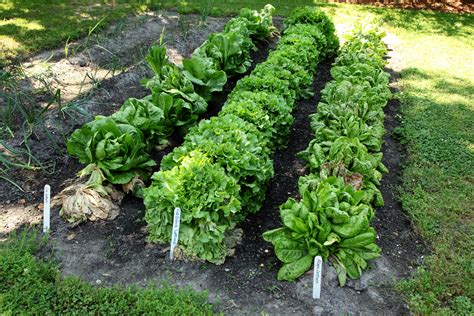 Types of Lettuce - Food Gardening Network