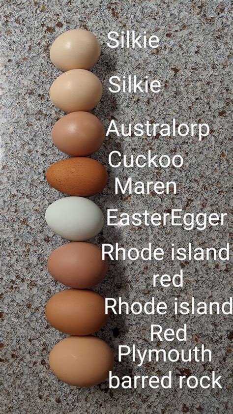 Colorful chicken eggs from my chicks. Silkie, australorp, cuckoo maren ...