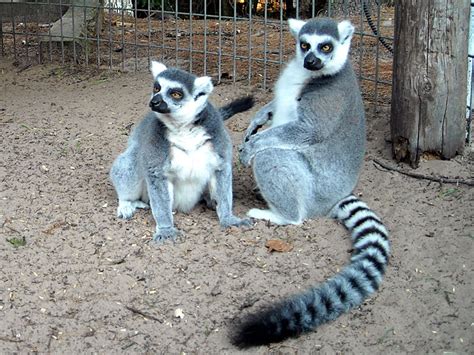 Ring-tailed Lemur at GarLyn Zoo Wildlife Park