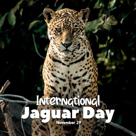 International Jaguar Day - Manakin Nature Tours