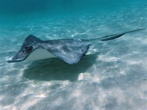 Snorkeling Stingray City - Grand Cayman