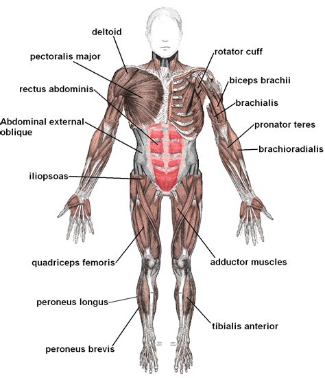 File:Muscles anterior labeled.png