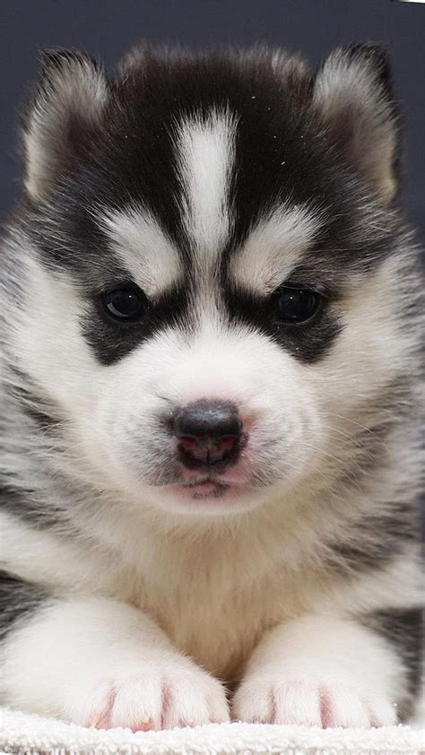 Husky puppy - Best htc one wallpapers, free and easy to download