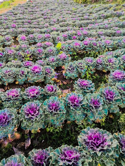 Northern Blossom Flower Farm | Atok, Benguet