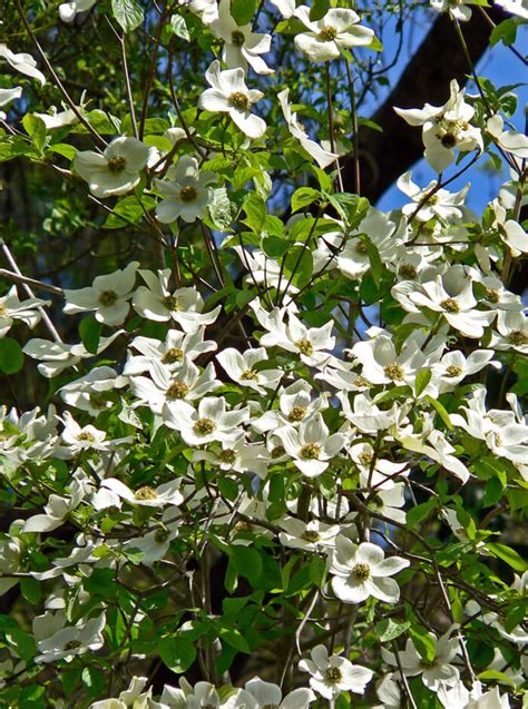 Cornus nuttallii - Pacific Dogwood for sale - Red Panda Nursery