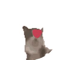 Cat Kitten Sticker - Cat Kitten Kitty - Descubre y comparte GIF
