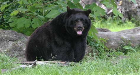 Florida Black Bear | WaterMatters.org