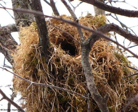 Squirrel Nest Much like a birds nest but for mammals, provides the basic shelter needed | Bio ...