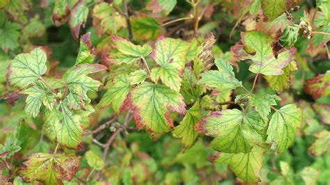 Iron Chlorosis Treatment | Des Moines, West Des Moines, & Ankeny, IA | A+ Lawn & Landscape