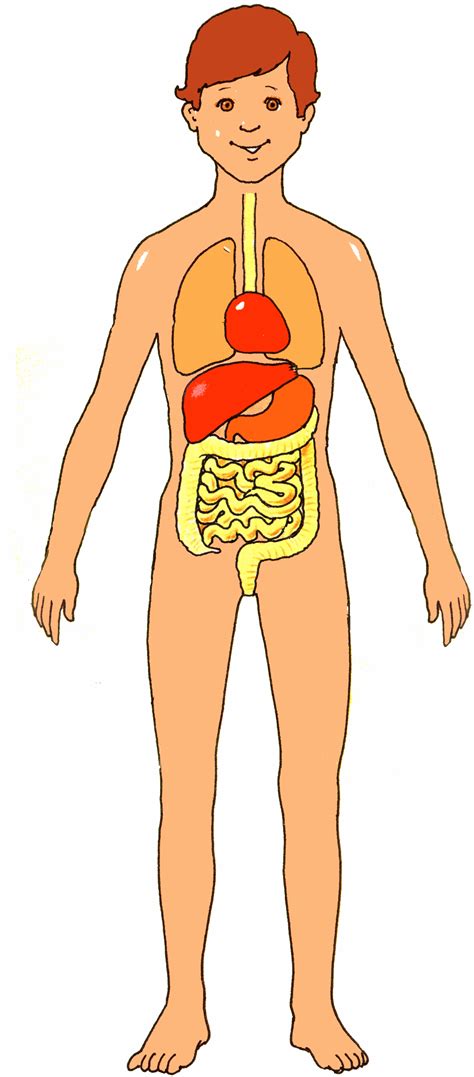 Organs In The Body For Kids / Educational video about the different ...