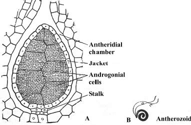 Riccia: A Common Liverwort : Plantlet