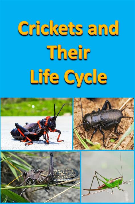 Crickets and Their Life Cycle (Animals) by Rich Linville | Goodreads