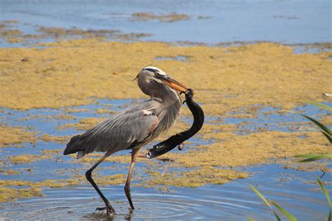 Orlando Wetlands Park is more than just another pretty place | News | Orlando Weekly