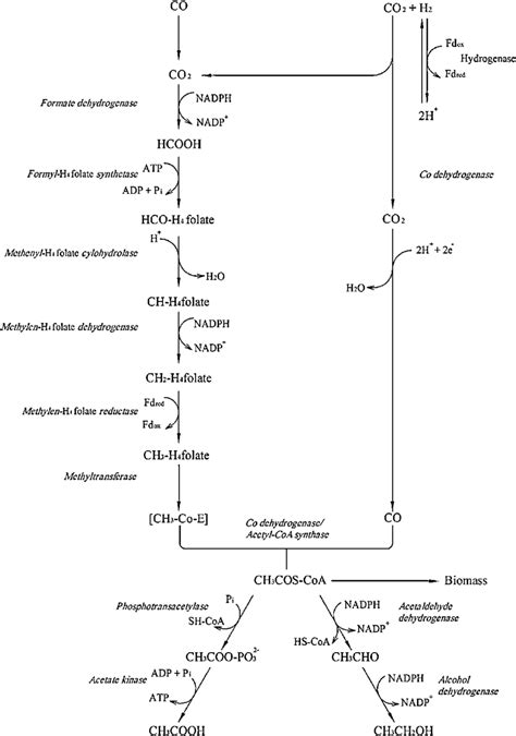 The acetyl-CoA pathway for acetogenic microbes. | Download Scientific ...