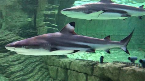 Baby Shark in Aquarium - YouTube