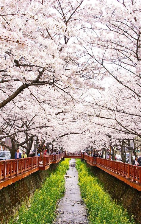 Spring in South Korea – when and where to see the cherry blossoms ...