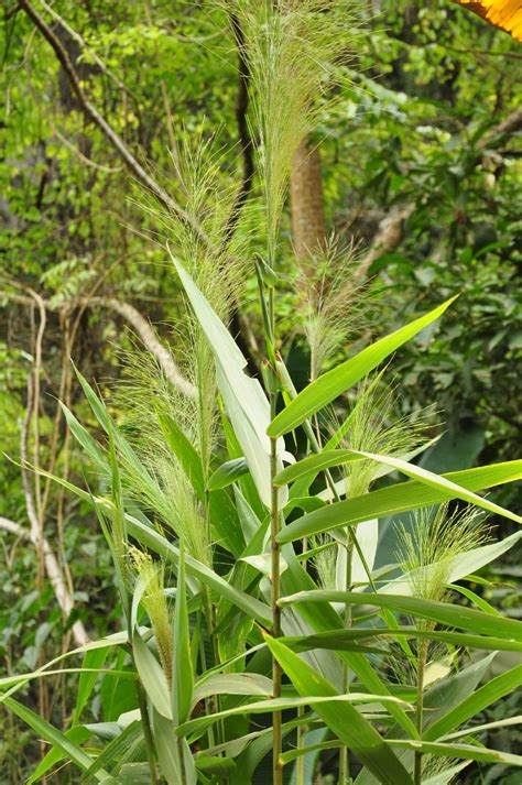 Is Tiger Grass Poisonous To Dogs