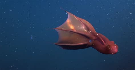 Scary Facts About Vampire Squid