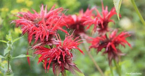 Monarda Didyma Care: How To Grow Scarlet Beebalm