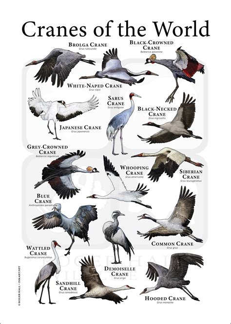 Cranes of the World Poster Print - Etsy | Crane, Bird species, Pet birds