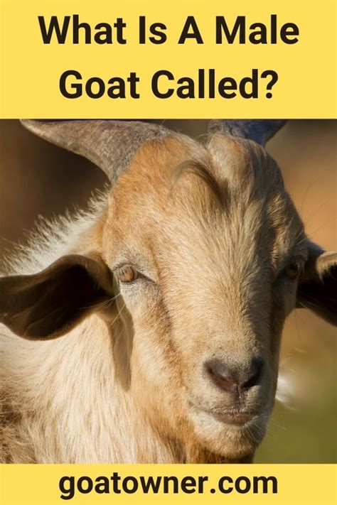 What Is A Male Goat Called? (Answered!) - Goat Owner