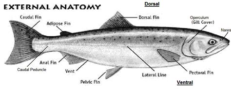 Anatomy – South Puget Sound Salmon Enhancement Group