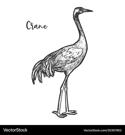 Crane bird sketch gruidae animal with feather Vector Image