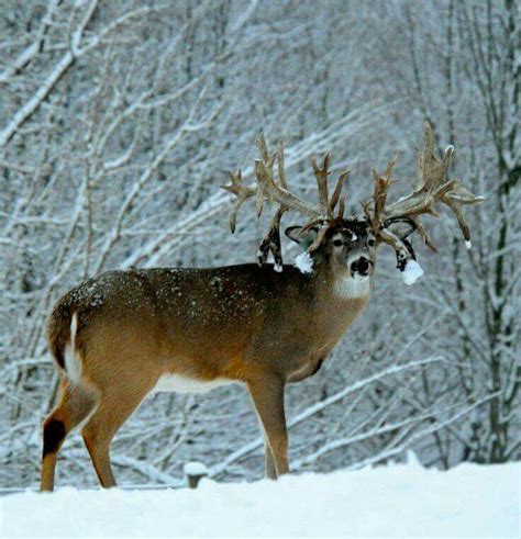 Pin by Steve Backstrom on Deer Room | Whitetail hunting, Whitetail deer pictures, Big deer