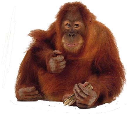 Orangutan PNG