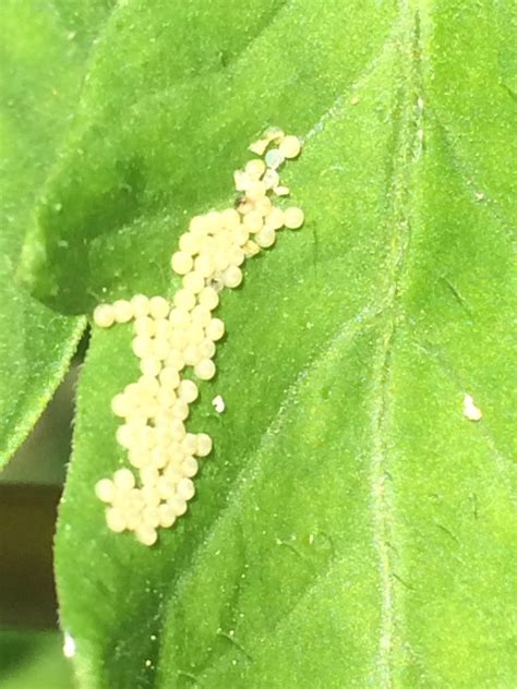 White bugg eggs on tomato plant — Forum | gardenersworld.com