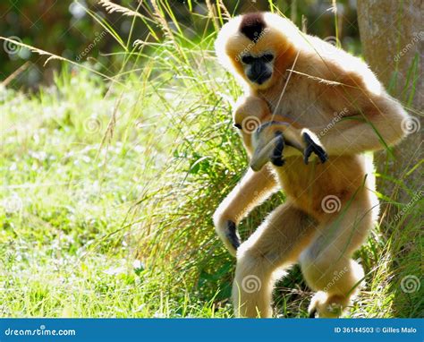 Gibbon Monkey Carrying Baby Stock Photos - Image: 36144503