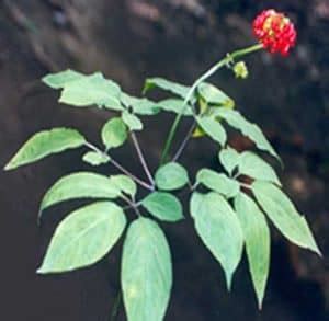 Panax Ginseng Herb Uses, Side Effects and Benefits