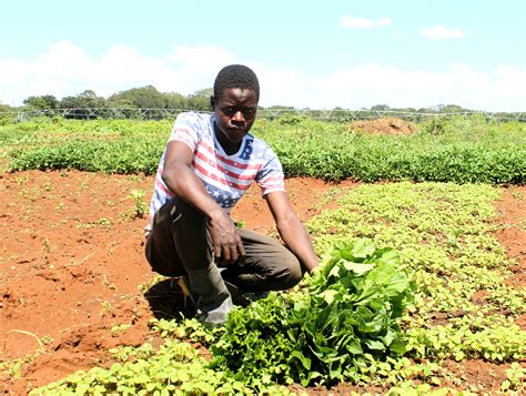 Zambia : A Happy Farmer: Meet Chongwe’s Youngest Organic Vegetable Grower