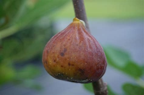 FigBid - Online Auctions of Fig Trees, Fig Cuttings & Growing Supplies - Olympian Fig - 2 Fig ...