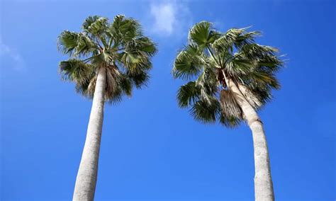 11 Types of Palm Trees in Florida