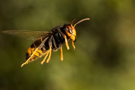 Invasive Asian hornets that kill up to 50 bees a day spotted across ...