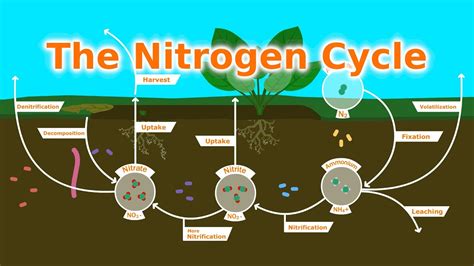 Understanding Our Soil: The Nitrogen Cycle, Fixers, and Fertilizer ...