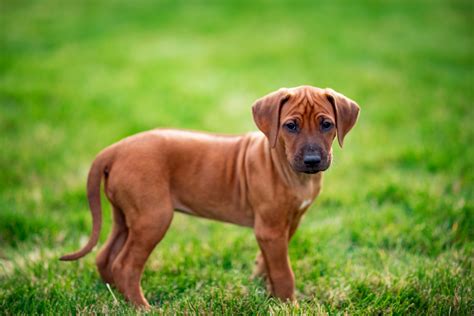 The Rhodesian Ridgeback Growth Chart: Everything To Know