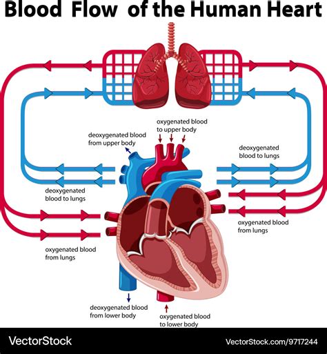 Simpleimage of blood circulation - nipodevents