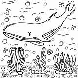 Whales Coloring Pages  ColoringLib sketch template