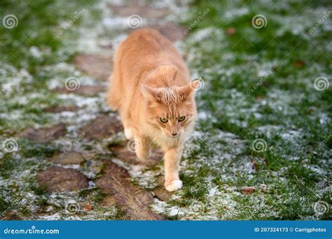 Fluffy Maine Coon cat stock image. Image of ginger, female - 207324173